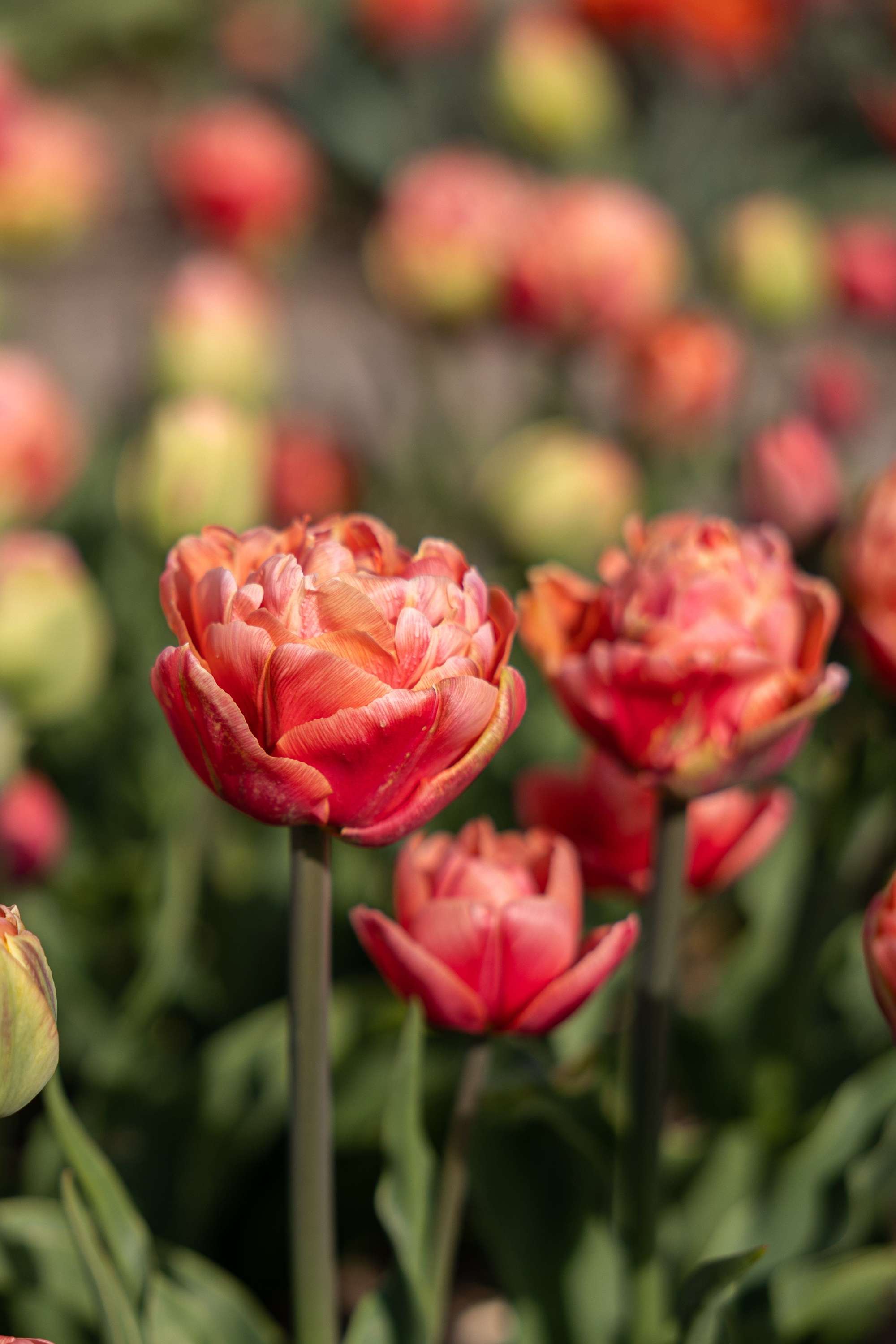 Tulpan 'Copper Image'